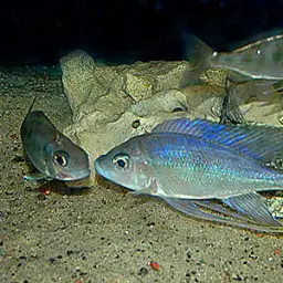 Featherfin Cichlid