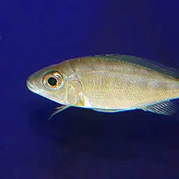 Featherfin Cichlid, photo 2