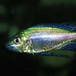 Featherfin Cichlid, photo 3