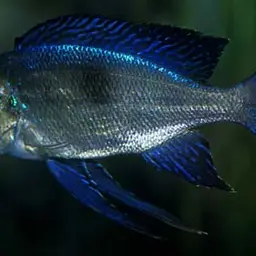 Featherfin Cichlid, photo 4