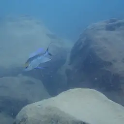 Featherfin Cichlid, photo 5