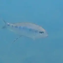 Featherfin Cichlid, photo 6