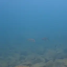 Featherfin Cichlid, photo 7