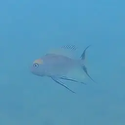 Featherfin Cichlid, photo 8