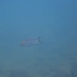 Featherfin Cichlid, photo 10