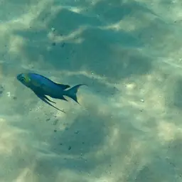 Featherfin Cichlid, photo 11