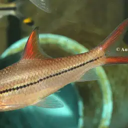 Redfin River Barb, photo 1