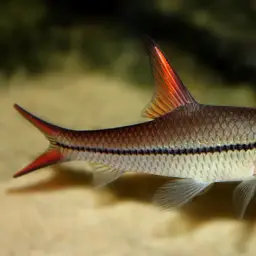 Redfin River Barb, photo 2
