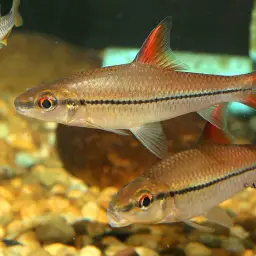 Redfin River Barb, photo 3