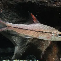 Redfin River Barb, photo 4