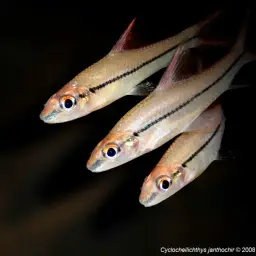 Redfin River Barb, photo 5