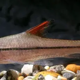 Redfin River Barb, photo 6