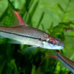 Redfin River Barb, photo 7