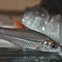 Redfin River Barb, photo 8