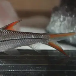Redfin River Barb, photo 9