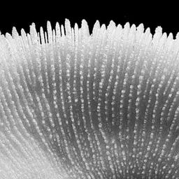 Mushroom Coral
