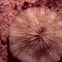 Mushroom Coral, photo 2