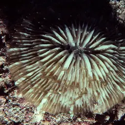Mushroom Coral, photo 3