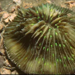 Mushroom Coral, photo 4