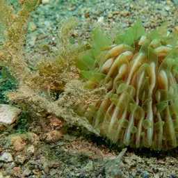Mushroom Coral, photo 2
