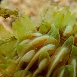 Mushroom Coral, photo 3