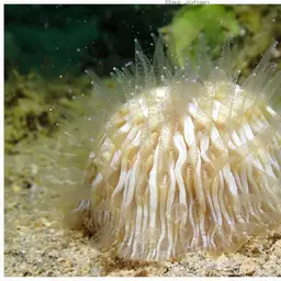 Mushroom Coral, photo 1