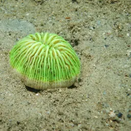 Mushroom Coral, photo 4