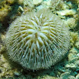 Mushroom Coral, photo 5