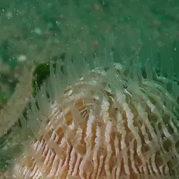 Mushroom Coral, photo 6