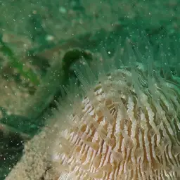 Mushroom Coral, photo 7
