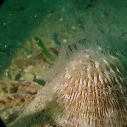 Mushroom Coral, photo 8