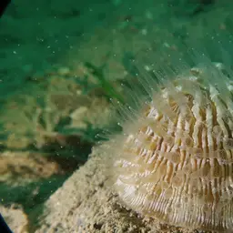 Mushroom Coral, photo 9