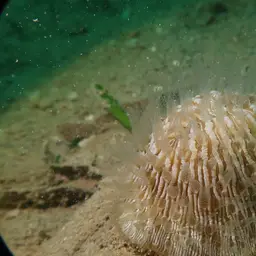 Mushroom Coral, photo 10