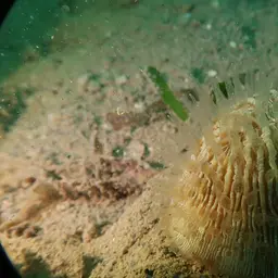 Mushroom Coral, photo 11