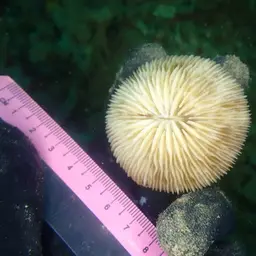 Mushroom Coral, photo 12