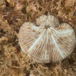 Distorted Mushroom Coral, photo 1