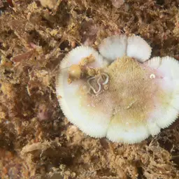 Distorted Mushroom Coral, photo 2