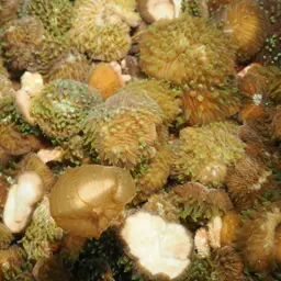 Distorted Mushroom Coral, photo 3
