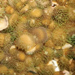 Distorted Mushroom Coral, photo 4