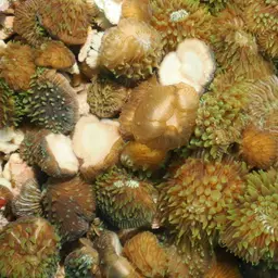 Distorted Mushroom Coral, photo 5
