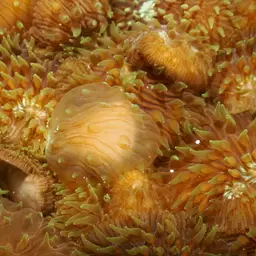 Distorted Mushroom Coral, photo 6