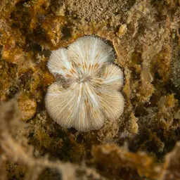 Distorted Mushroom Coral, photo 7