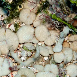 Distorted Mushroom Coral, photo 8
