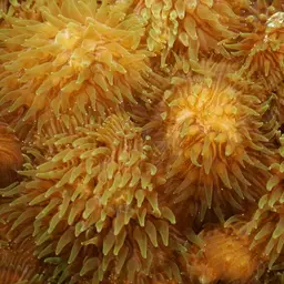 Distorted Mushroom Coral, photo 9
