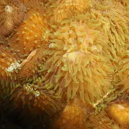 Distorted Mushroom Coral, photo 10