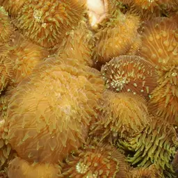 Distorted Mushroom Coral, photo 11