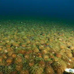 Distorted Mushroom Coral, photo 12