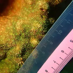 Flat Coral, photo 1