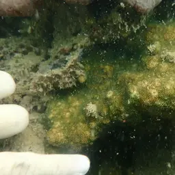 Flat Coral, photo 2