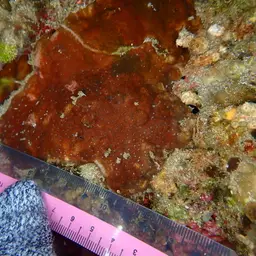 Flat Coral, photo 3